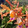 Орхидея Myrmecocattleya Luster 'Gazelle' (отцвела)    