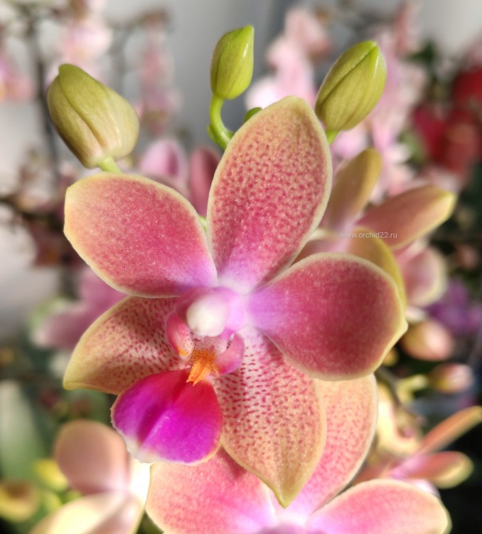 Орхидея Phalaenopsis Morning Breeze, multiflora (отцвел) 