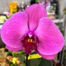 Орхидея Phalaenopsis Singolo (отцвёл)