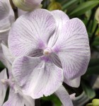Орхидея Phalaenopsis Big Lip                 