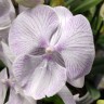 Орхидея Phalaenopsis Big Lip                 