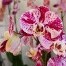 Орхидея Phalaenopsis Compilation mutation