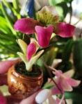 Сувенир "Орхидея башмачок"    