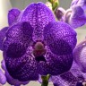 Орхидея Vanda Magic Blue (РЕАНИМАШКА, отцвела)