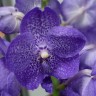 Орхидея Vanda Magic Blue (РЕАНИМАШКА, отцвела)