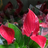 Anthurium Banderola Lava 