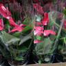 Anthurium Banderola Lava 