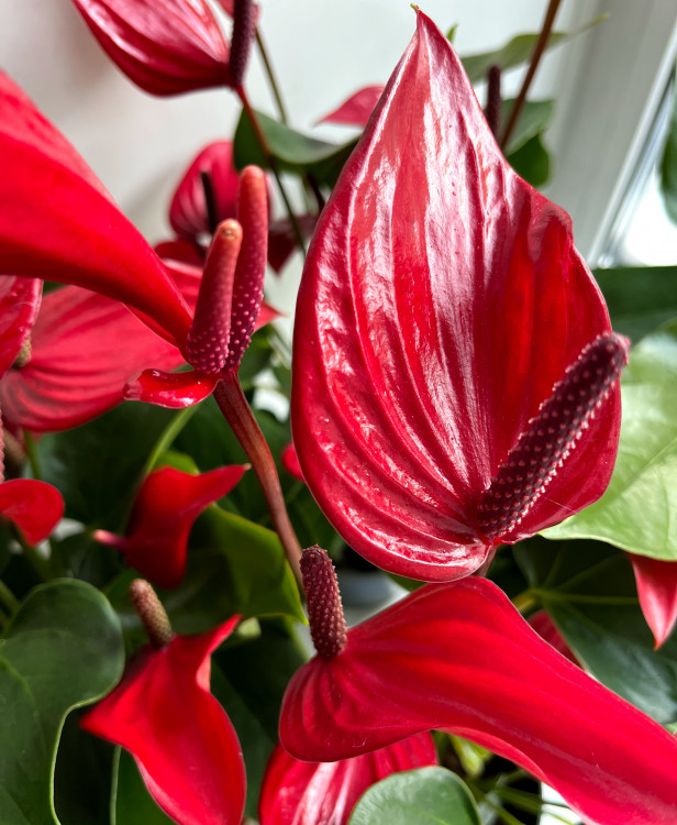 Anthurium Banderola Lava 