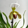 Орхидея Paphiopedilum leeanum 
