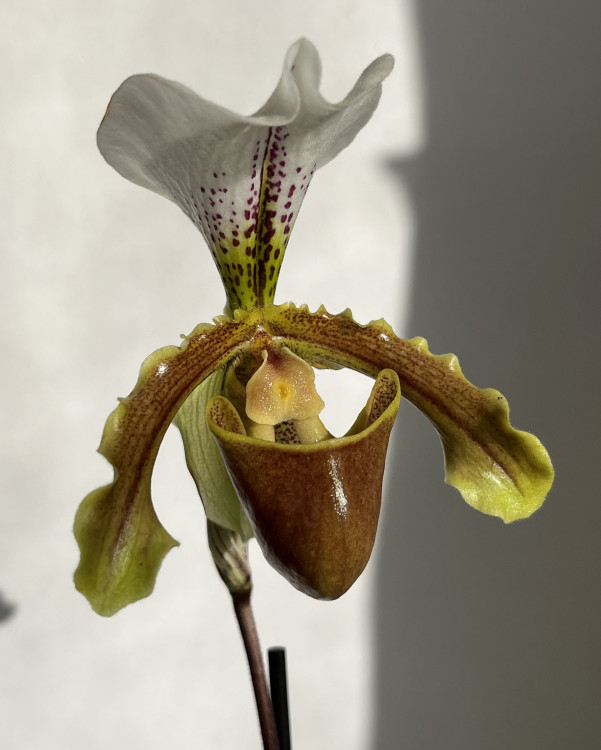 Орхидея Paphiopedilum leeanum*