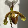 Орхидея Paphiopedilum leeanum 