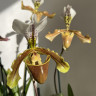 Орхидея Paphiopedilum leeanum*