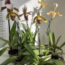 Орхидея Paphiopedilum leeanum*