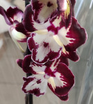 Орхидея Phalaenopsis Dharma, Big Lip    