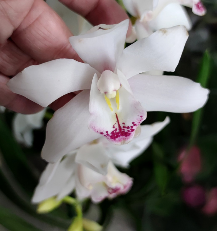 Орхидея Cymbidium
