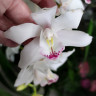 Орхидея Cymbidium