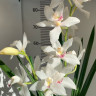 Орхидея Cymbidium