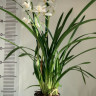Орхидея Cymbidium