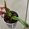 Орхидея Cattleya (отцвела, РЕАНИМАШКА*)