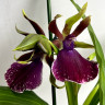 Орхидея Zygopetalum Rhein Moonlight