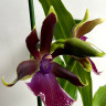Орхидея Zygopetalum Rhein Moonlight