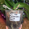 Орхидея Phalaenopsis Honey Peach (отцвел, УЦЕНКА*)
