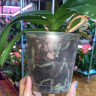 Орхидея Phalaenopsis Honey Peach (отцвел, УЦЕНКА*)