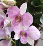 Орхидея Dendrobium 