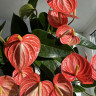 Anthurium Livium Orange (отцвел)
