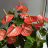 Anthurium Livium Orange (отцвел)