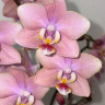 Орхидея Phal.Perfumе Odorion, multiflora (отцвел, РЕАНИМАШКА) 