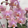 Орхидея Phal.Perfumе Odorion, multiflora (отцвел, РЕАНИМАШКА) 