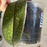 Орхидея Phal.Perfumе Odorion, multiflora (отцвел, РЕАНИМАШКА) 