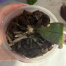 Орхидея Phal.Perfumе Odorion, multiflora (отцвел, РЕАНИМАШКА) 