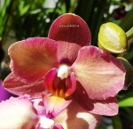 Орхидея Phalaenopsis         