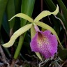 Орхидея Cattleya Saint Andre (отцвела)   