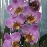 Орхидея Phalaenopsis Beaumont