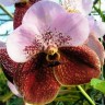 Орхидея Vanda Two Tone (сеянец)  