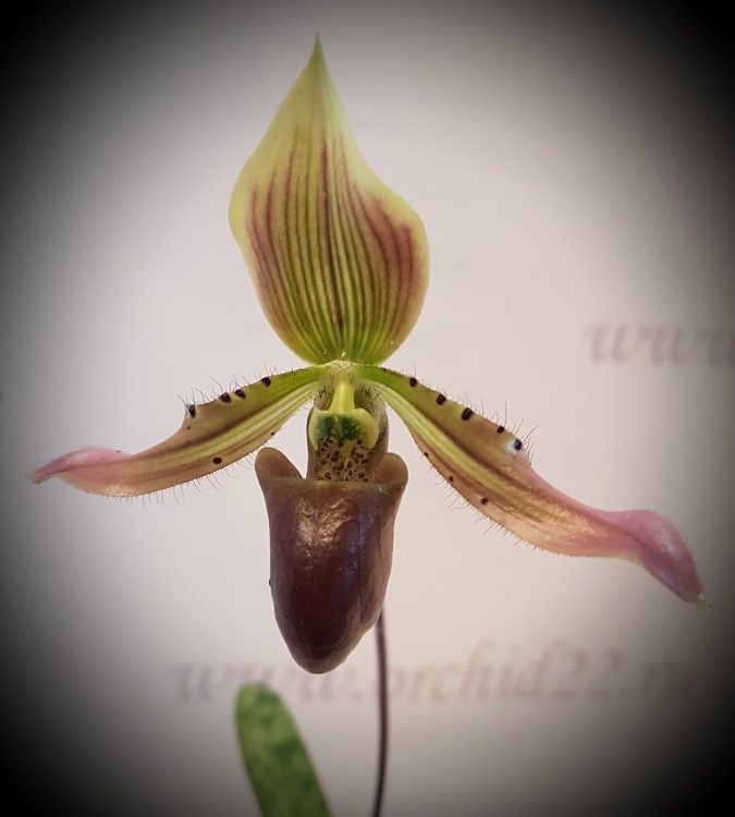 Орхидея Paphiopedilum appletonianum x thailandense (отцвел)