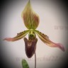 Орхидея Paphiopedilum appletonianum x thailandense (отцвел)
