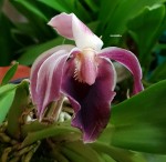 Орхидея Cochleanthes hybrid (отцвел)  