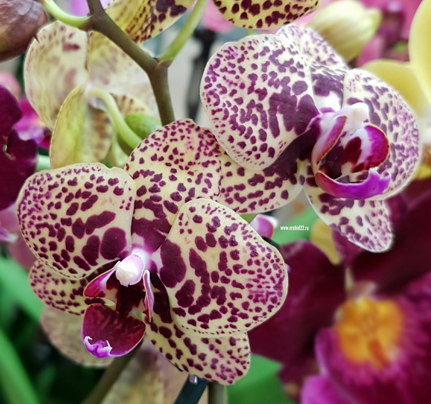 орхидея борнео фото цветок