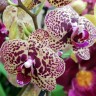Орхидея Phalaenopsis Borneo, multiflora (отцвел)