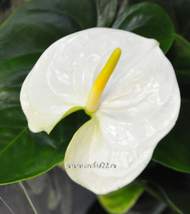 Anthurium Sharade White (деленка без цветков)