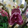 Орхидея Phalaenopsis Wild Cat 