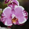 Орхидея Phalaenopsis Sacrifice (отцвел)
