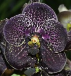 Орхидея Vanda Dark Chocolate (сеянцы) 