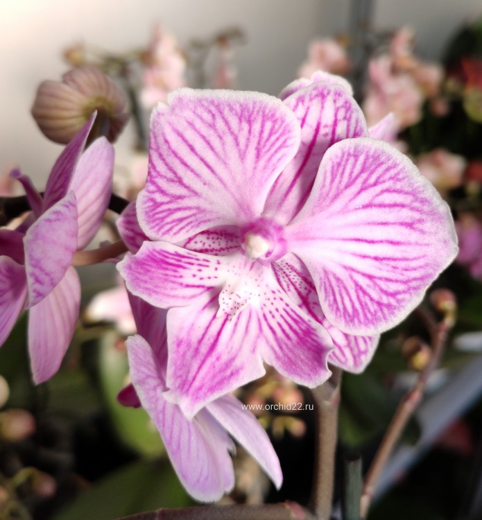 Орхидея Phalaenopsis Big Lip, multiflora (отцвел)