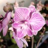 Орхидея Phal. Big Lip, multiflora (отцвел, РЕАНИМАШКА)