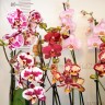 Орхидея Phalaenopsis Atilla